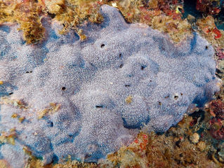 群体の拡大写真１