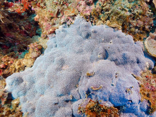 群体の拡大写真２