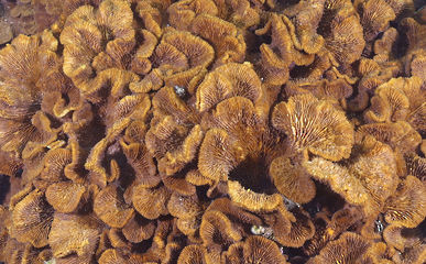 拡大したカワラサンゴ